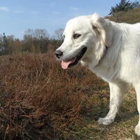 Hond Luca (2)