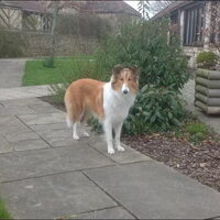 Hond Luca (1)