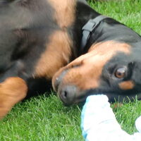 Foto 6 van een Duitse Pinscher
