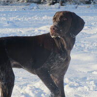 Foto 2 van een Duitse Staande Hond, Korthaar