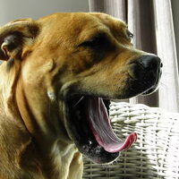 Foto 8 van een Perro Dogo Mallorquín