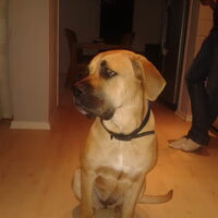 Foto 7 van een Dogo Canario