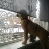 Foto 3 van een Cane Corso