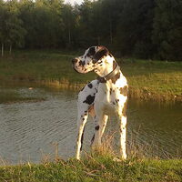 Foto 3 van een Duitse Dog, zwart zwart wit