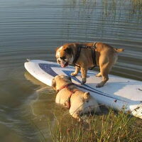 Foto 9 van een Engelse Bulldog