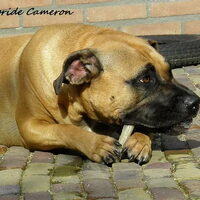 Foto 7 van een Perro Dogo Mallorquín