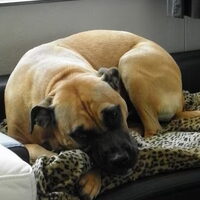 Foto 6 van een Perro Dogo Mallorquín