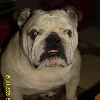 Foto 8 van een Engelse Bulldog