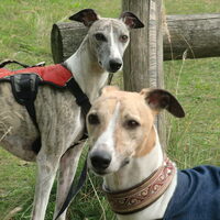 Foto 5 van een Whippet
