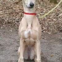 Foto 4 van een Whippet