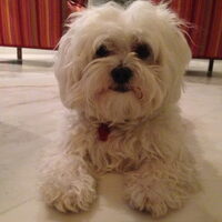 Foto 7 van een Bichon Frise