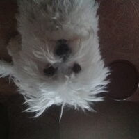 Foto 6 van een Bichon Frise