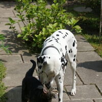 Foto 7 van een Dalmatische hond