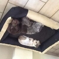 Foto 7 van een Duitse Staande Hond, Draadhaar
