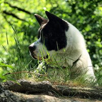 Foto 7 van een American Akita