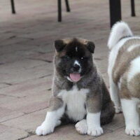 Foto 6 van een American Akita