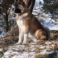 Foto 5 van een American Akita