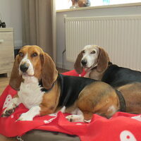 Foto 2 van een Basset Artesien Normand