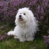 Foto 9 van een Coton de Tulear