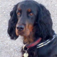 Foto 1 van een Gordon Setter