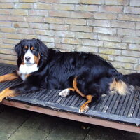 Foto 9 van een Berner Sennenhond