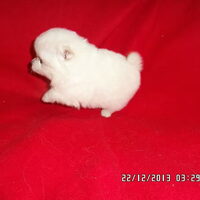 Foto 4 van een Kleine Keeshond, wit