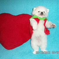 Foto 3 van een Kleine Keeshond, wit