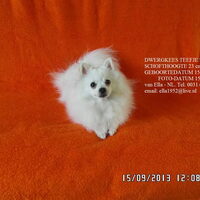 Foto 1 van een Kleine Keeshond, wit