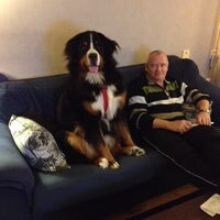 Foto 7 van een Berner Sennenhond