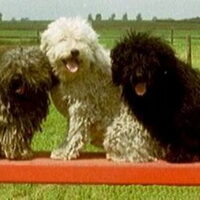 Foto 1 van een Puli, anders dan wit
