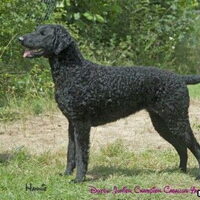 Foto 4 van een Curly Coated Retriever