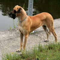 Foto 1 van een Duitse Dog, geel gestroomd