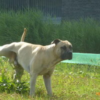 Foto 6 van een Dogo Canario