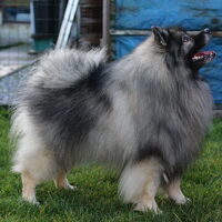 Foto 2 van een Keeshond, Grijze