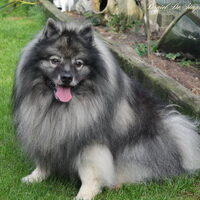 Foto 1 van een Keeshond, Grijze