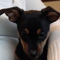 Hond Puk (1)