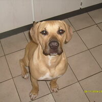Foto 4 van een Dogo Canario