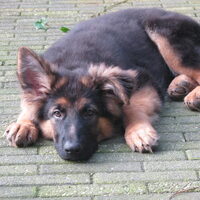 Foto 6 van een Duitse Herdershond Langstokhaar