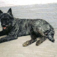 Foto 3 van een Hollandse Herdershond, ruwhaar