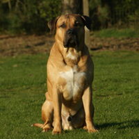 Foto 3 van een Dogo Canario