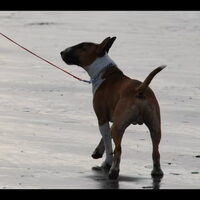 Foto 3 van een Bull Terrier, standaard