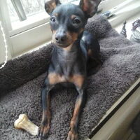 Foto 6 van een Prazsky Krysavik