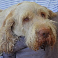 Foto 4 van een Spinone Italiano