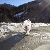 Foto 6 van een Engelse Bulldog