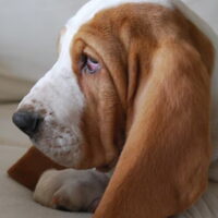 Foto 5 van een Basset Hound