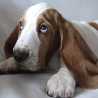 Foto 4 van een Basset Hound