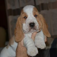 Foto 3 van een Basset Hound