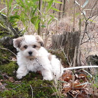Foto 7 van een Coton de Tulear