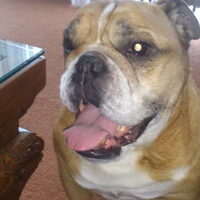 Foto 5 van een Engelse Bulldog