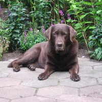 Foto 7 van een Labrador Retriever